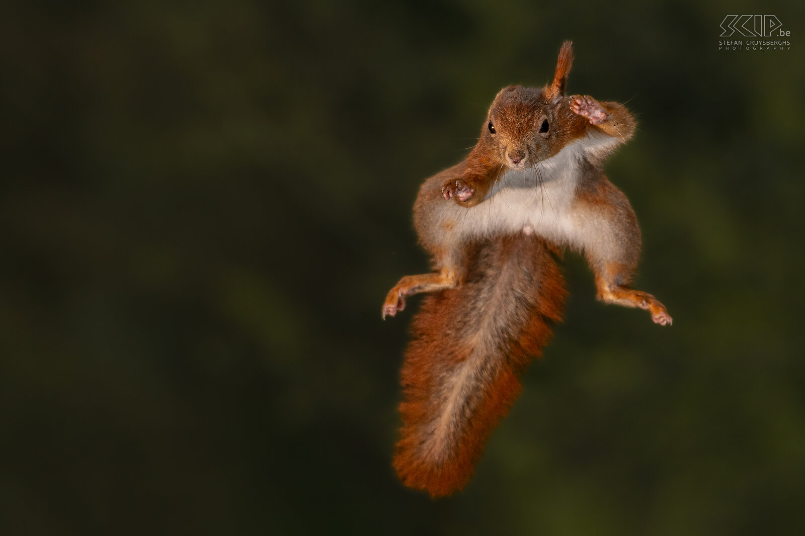 Springende eekhoorn Eekhoorn / Red squirrel / Sciurus vulgaris Stefan Cruysberghs